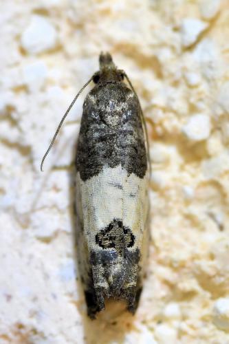 Réf. 338 439 : Spilonota ocellana